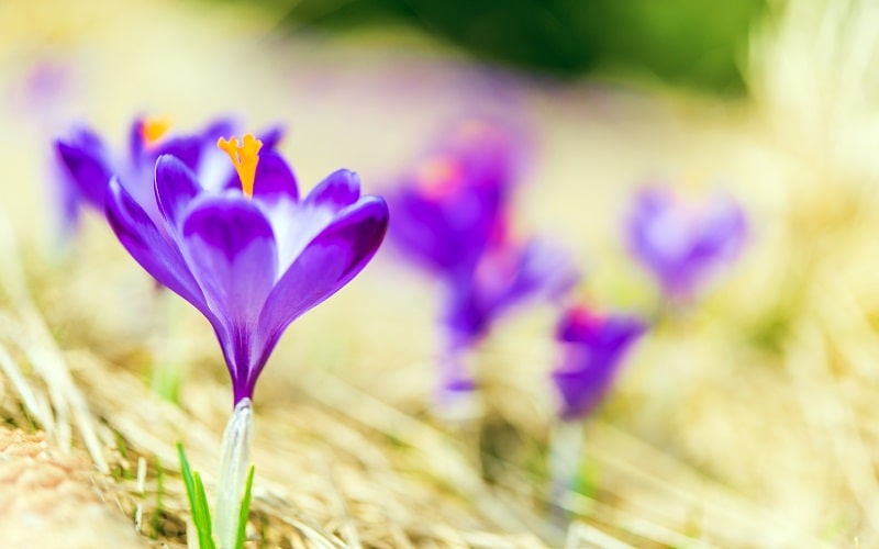 تصویر گل زعفران، یکی از مهم‌ترین کالاهای صادراتی ایران